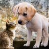 Dog and Cat - Pet Reference Guide