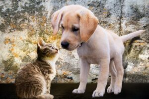 Dog and Cat - Pet Reference Guide