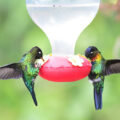 Humming Birds