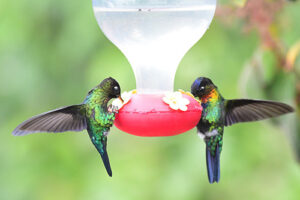 Humming Birds