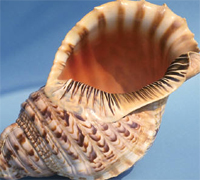 Shell