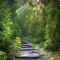 Forest Path