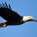eaglesoaring_500-300x200 - NewsQuill Eagle